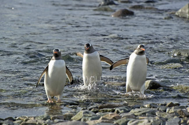 Drei Pinguine zu Fuß — Stockfoto