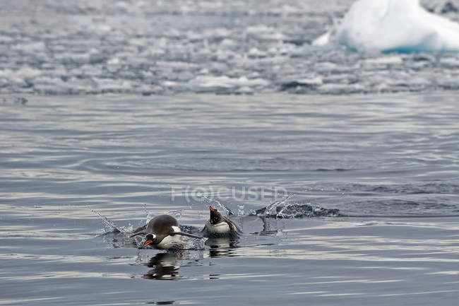 Pingüinos nadando en el agua - foto de stock