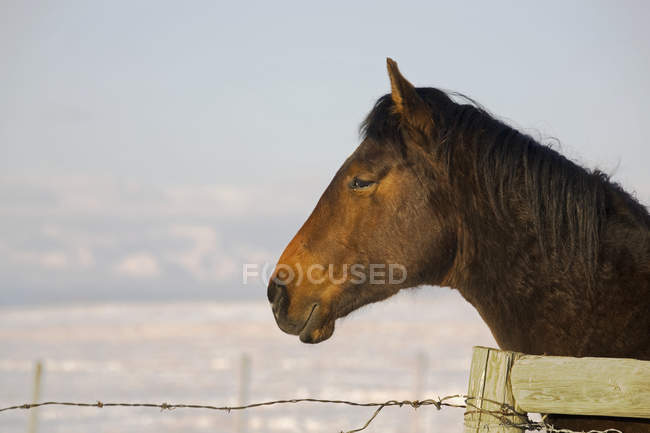 Profil des braunen Pferdekopfes — Stockfoto