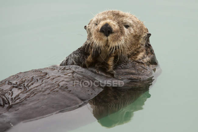 An Adult Sea Otter Floats In The Calm Waters Of The Valdez Small Boat Harbor, Southcentral Alaska, Summer — Stock Photo