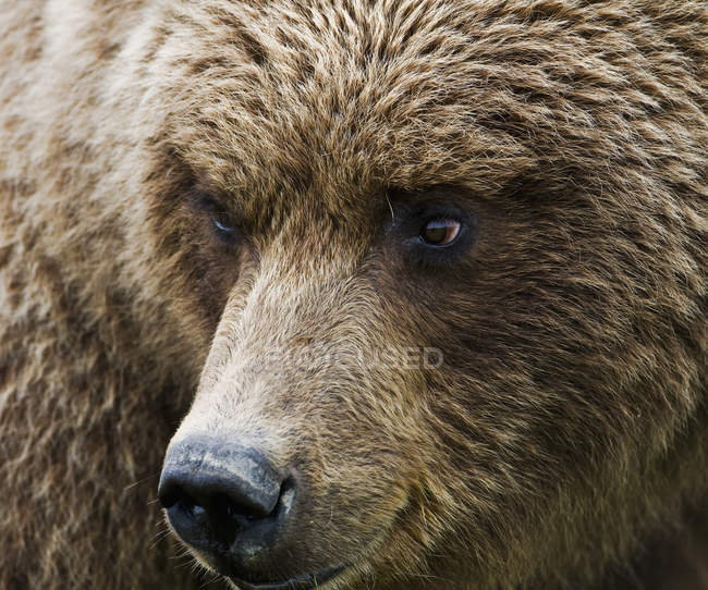 Бурый медведь в заливе Халло — стоковое фото
