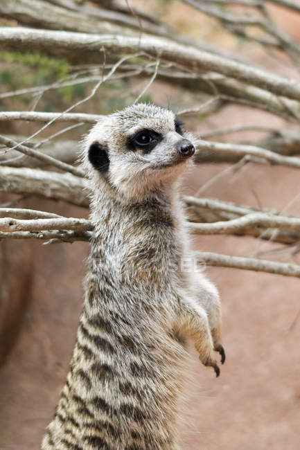 Meerkat, сидячи проти дерево — стокове фото