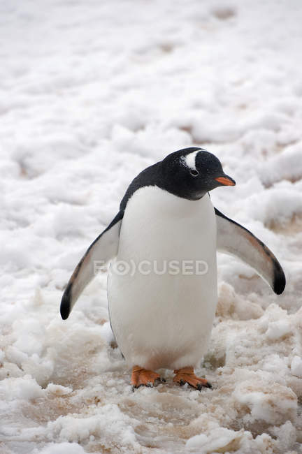 Pinguino Gentoo in piedi sulla neve — Foto stock