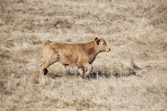 Calf walking in brown grass field — Stock Photo