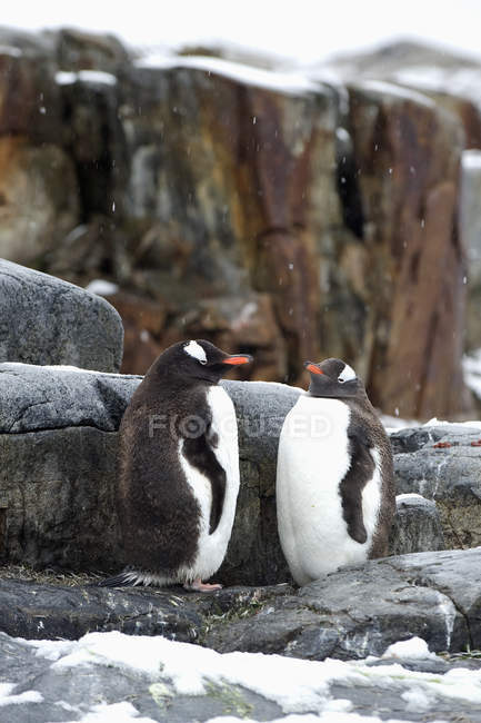 Pingüinos Gentoo de pie sobre rocas - foto de stock
