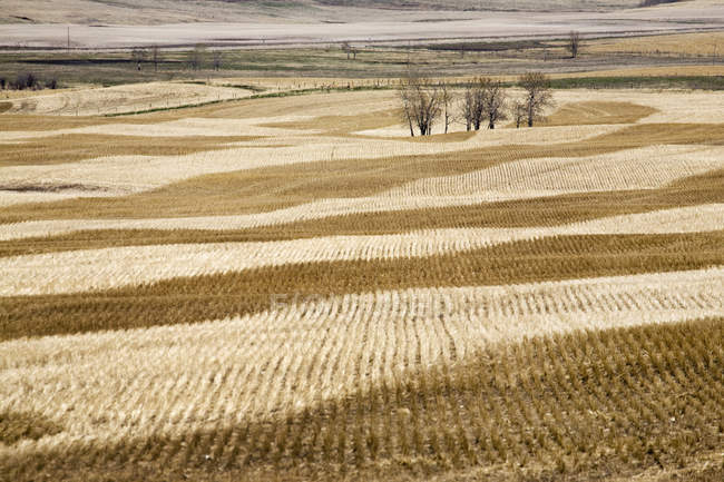 Rolling stubble fields in springtime with blue sky — Stock Photo