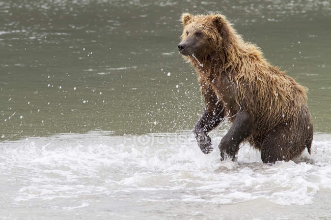 Orso grizzly in piedi nel fiume — Foto stock
