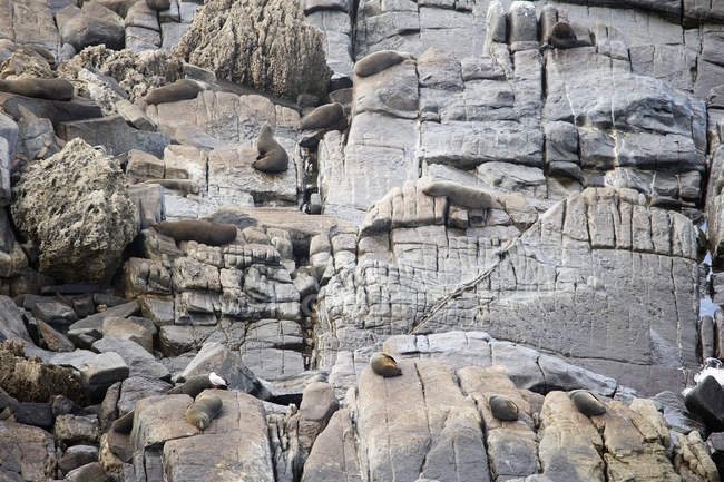 Sellos colocados sobre rocas - foto de stock