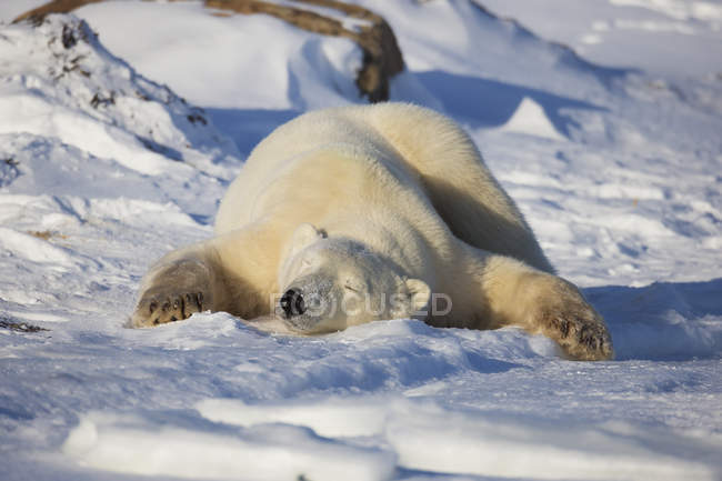 Polar bea puesta en la nieve - foto de stock