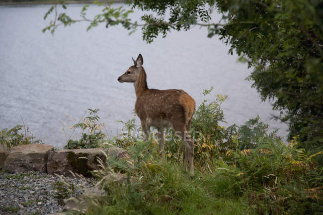 Deer stands at the water's edge — Stock Photo