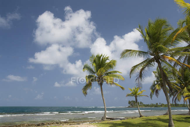 Palm trees along water with blue sky — Stock Photo