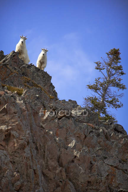 Mountain goats standing on rock ledge — Stock Photo