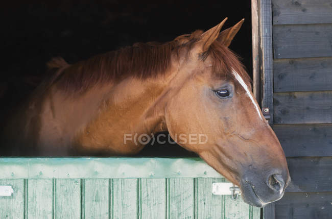 Pferd guckt aus Stall — Stockfoto