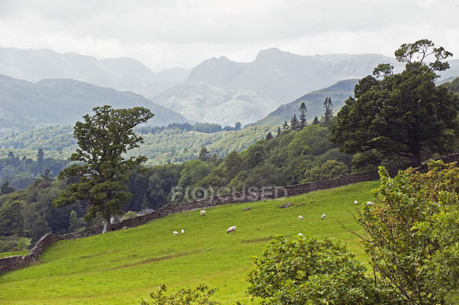 Pecore al pascolo sulle colline — Foto stock
