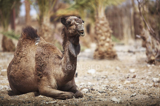Верблюд сидит на земле — стоковое фото
