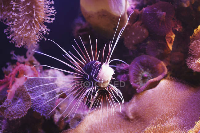 Clearfin turkeyfish, плавання — стокове фото