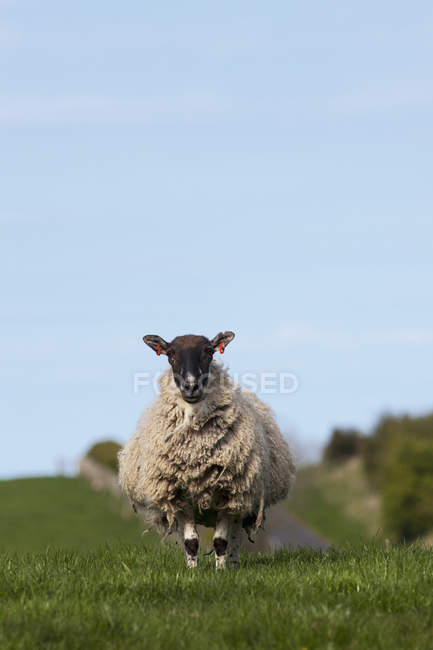 Одна вівця стоїть у траві — стокове фото