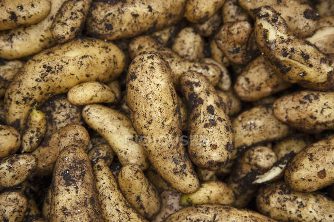 Close Up de batatas orgânicas colhidas em casa cultivadas frescas — Fotografia de Stock