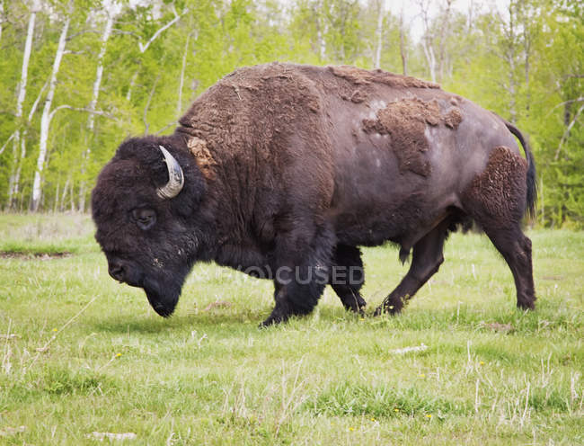 Bisonte llano en el parque nacional Elk Island - foto de stock