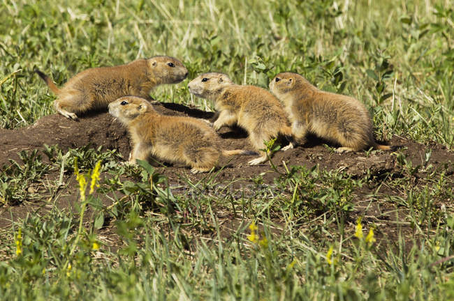 Young prairie dogs — Stock Photo