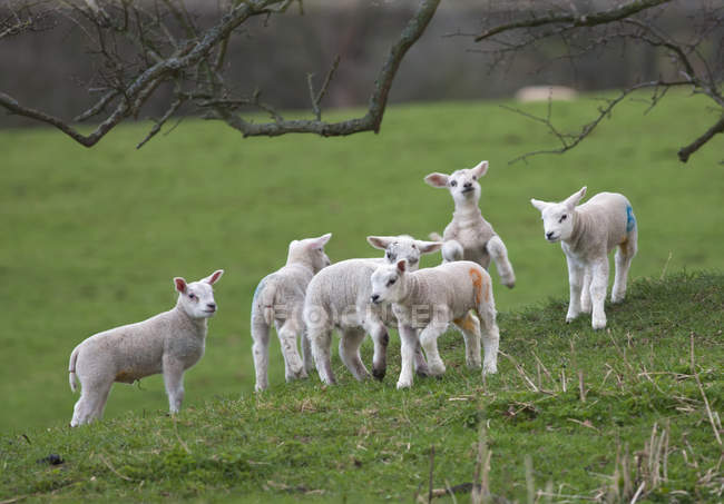 Lambs playing in a field — Stock Photo