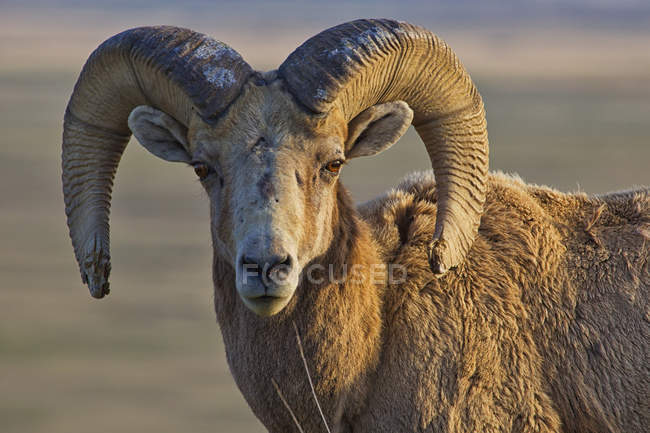 Bighorn sheep badlands national park — Stock Photo