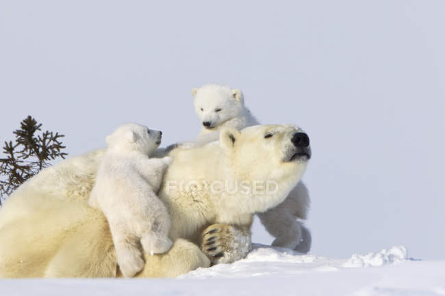 Deux oursons polaires — Photo de stock