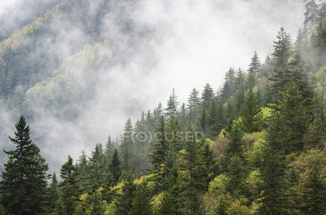 Árboles en un bosque envuelto en nubes - foto de stock