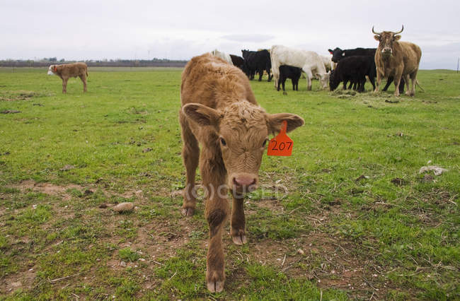 Green pasture cattle — Stock Photo
