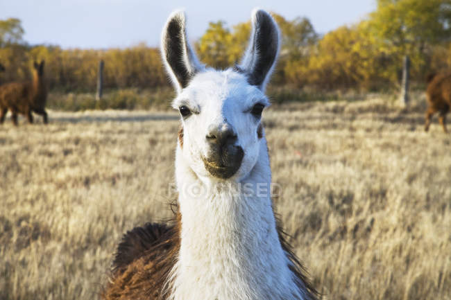 Lama steht auf Bauernhof — Stockfoto