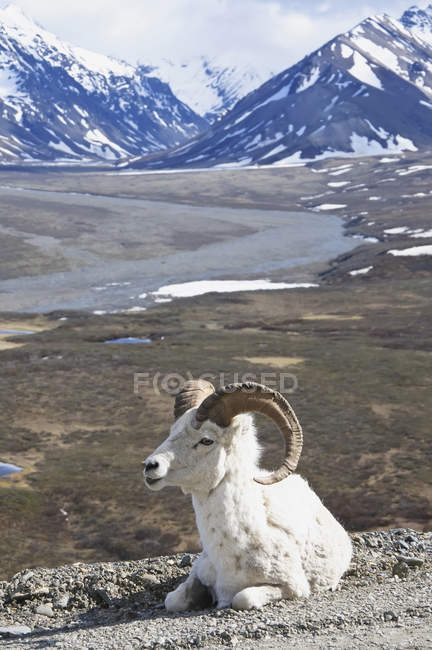 Dall Sheep Ram Descanso en carretera - foto de stock