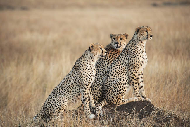 Tres guepardos de pie juntos - foto de stock