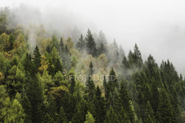 Bosque envuelto en nubes - foto de stock