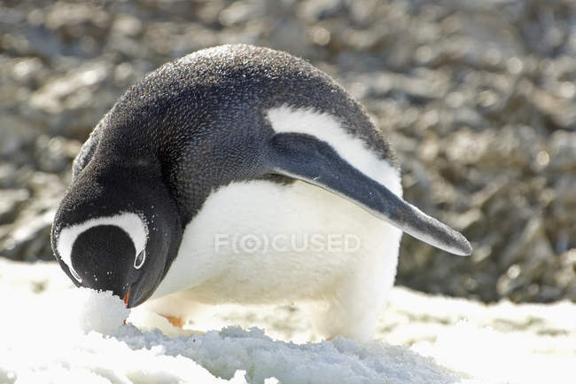 Pingüino Gentoo buscando comida - foto de stock