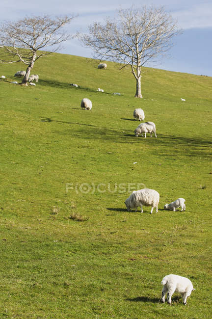 Pecore al pascolo su una collina erbosa — Foto stock