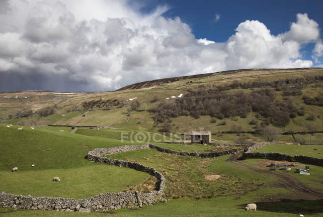Campos com ovelhas de pastagem — Fotografia de Stock