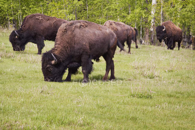 Pastoreio de bisonte de planícies em grama — Fotografia de Stock