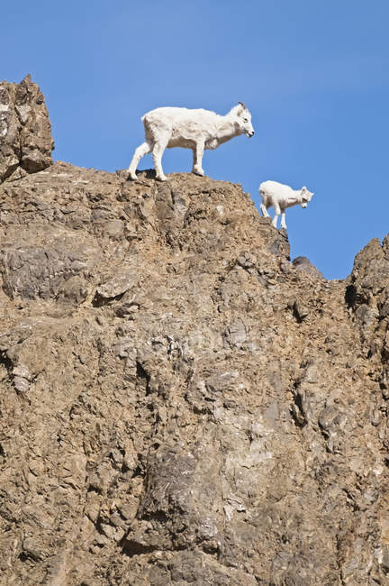 Dall Sheep Ewe — Stock Photo
