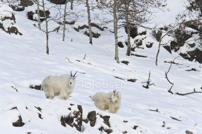 Cabras de montaña caminando en la nieve - foto de stock