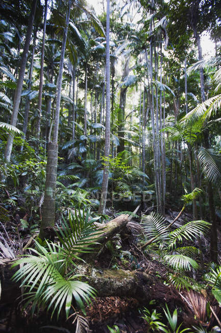 Foresta pluviale semi-tropicale nel parco nazionale — Foto stock