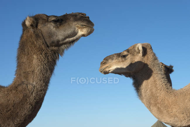 Deux têtes de chameau — Photo de stock