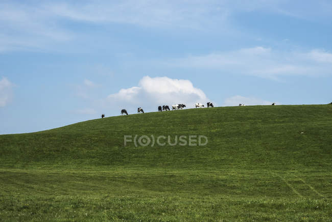 Vacas que pastam no campo — Fotografia de Stock