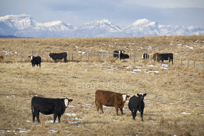 Rinder auf dem Feld mit schneebedeckten Bergen — Stockfoto
