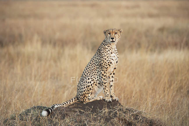 Cheetah sits alert — Stock Photo