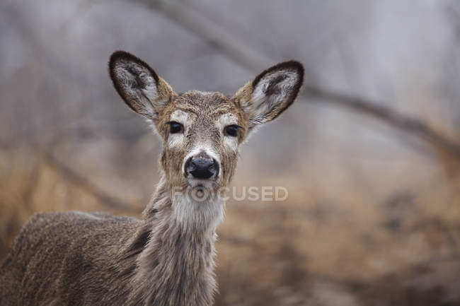 Deer standing In Brush — Stock Photo