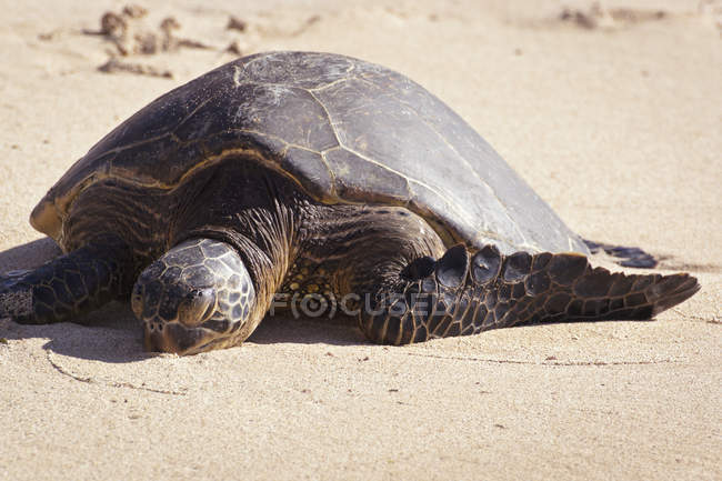 Черепаха на піщаний пляж — стокове фото