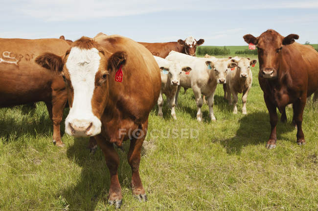 Bovini in un campo con tre vitelli — Foto stock