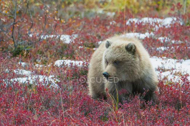 Бурый медвежонок — стоковое фото