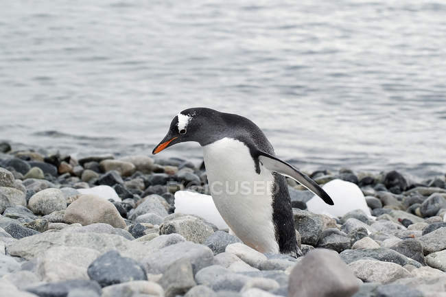 Gentoo пінгвіна на камені — стокове фото