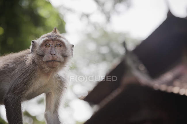 Mischevious monkeyst макаки — стокове фото